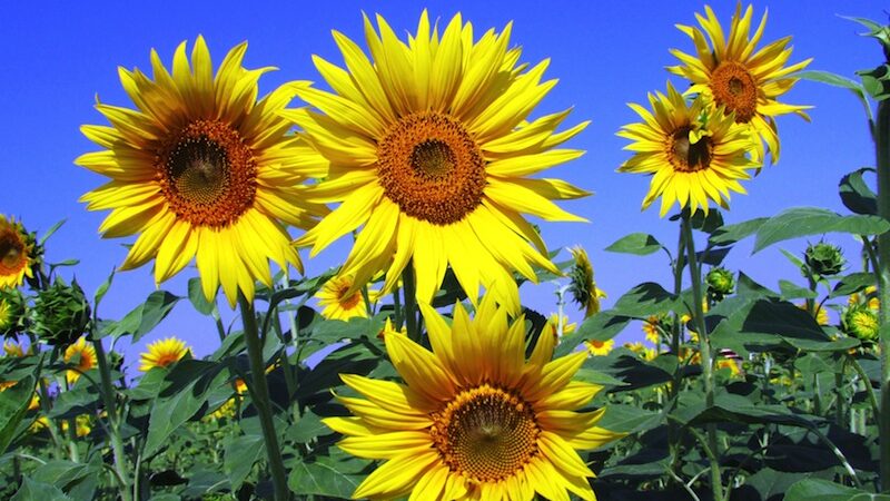 Sunflower-Yellow Picnic