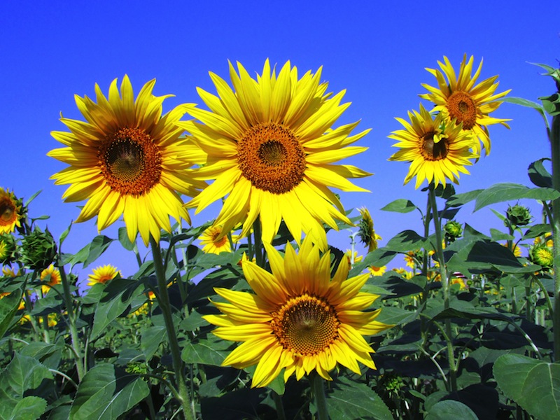 Sunflower-Yellow Picnic