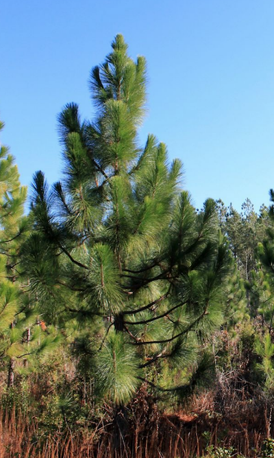 Long leaf pine tree