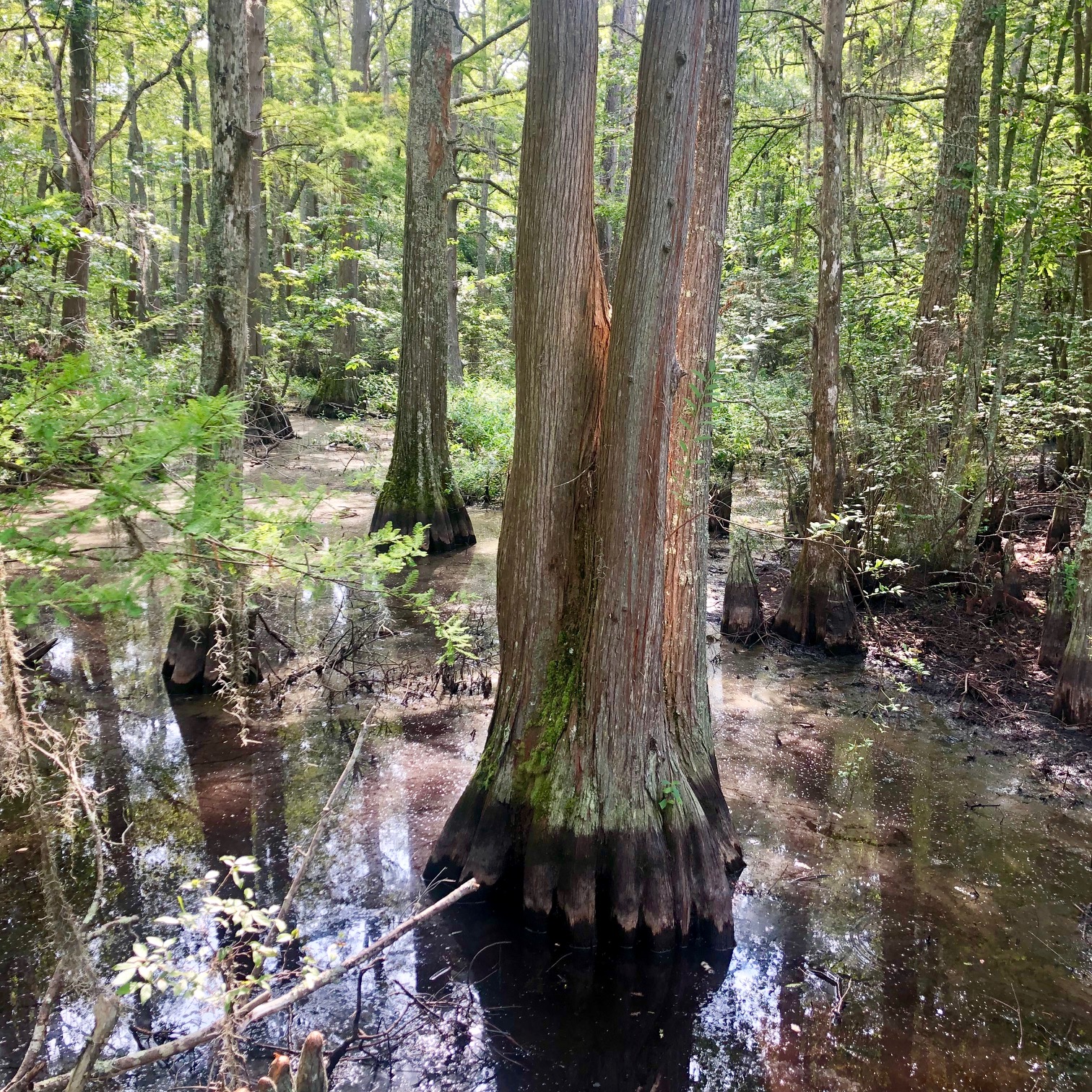 First landing state park bald cypress swamp