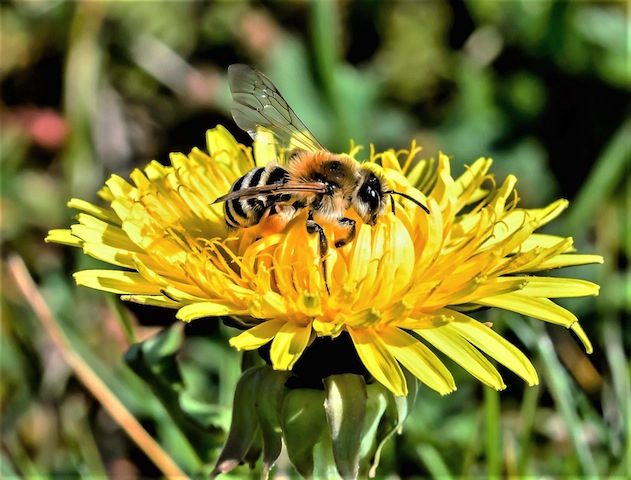 Wondrous Pollinators