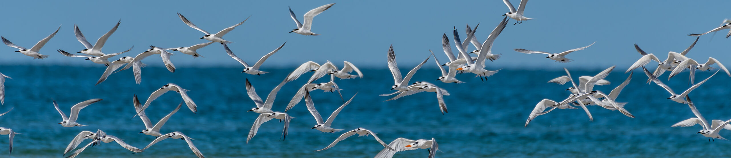 Flock of royal terns