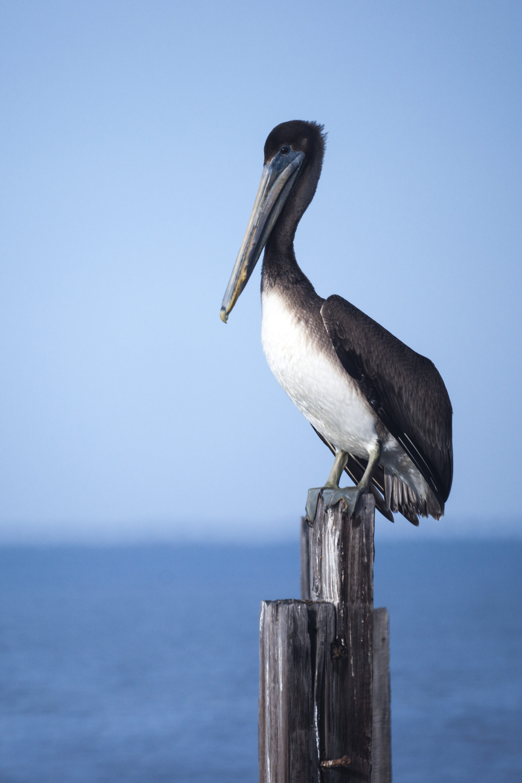 pelican in virginia beach