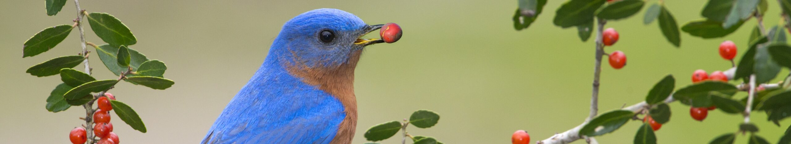 Bluebird with berry