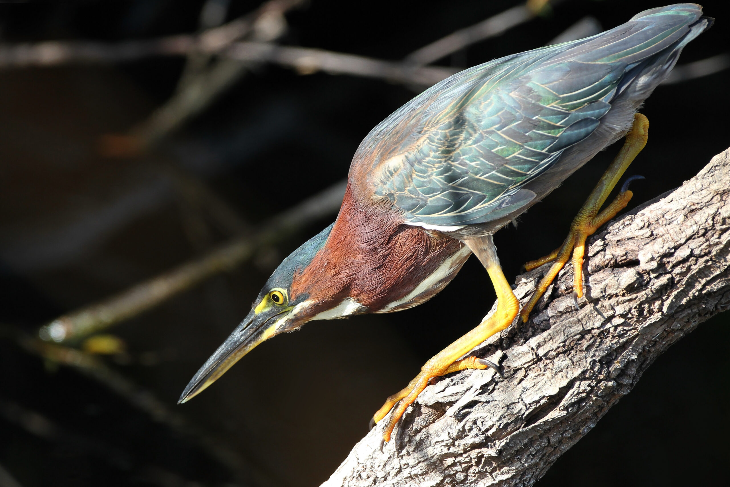 Green heron hunting from a log