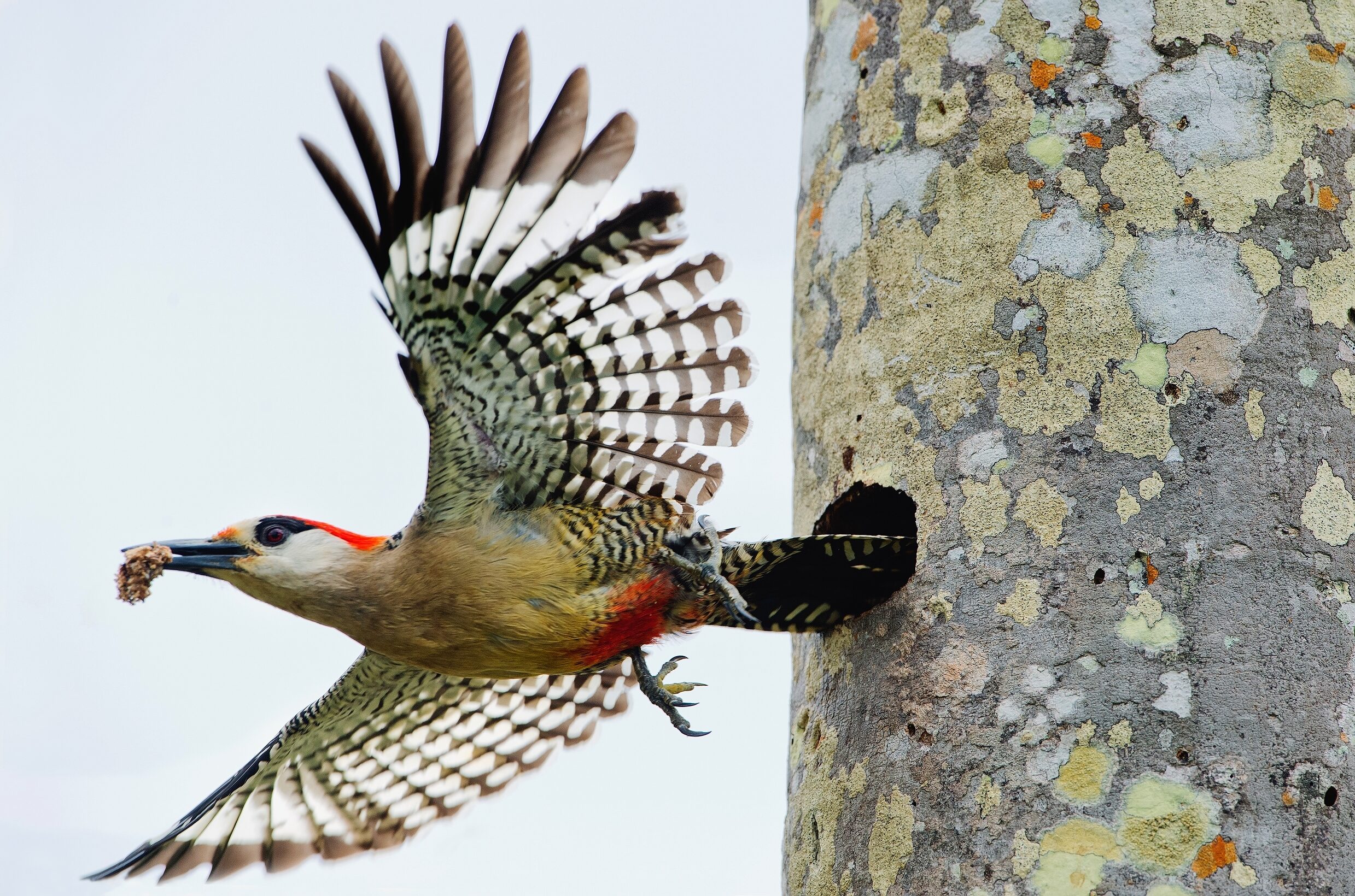 Woodpecker leaving nest