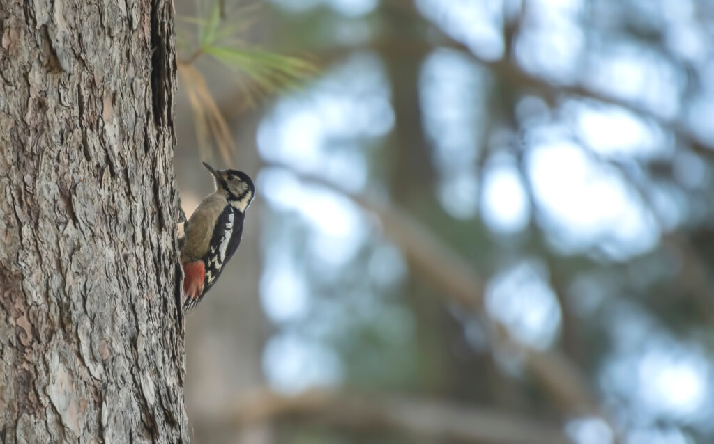 Woodpecker on pine tree