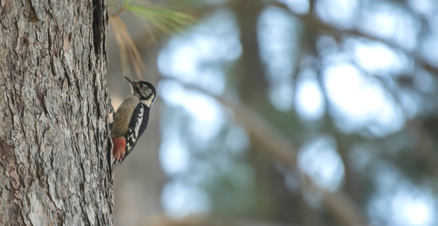 Woodpecker on pine tree