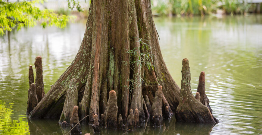 First landing state park bald cypress swamp 3