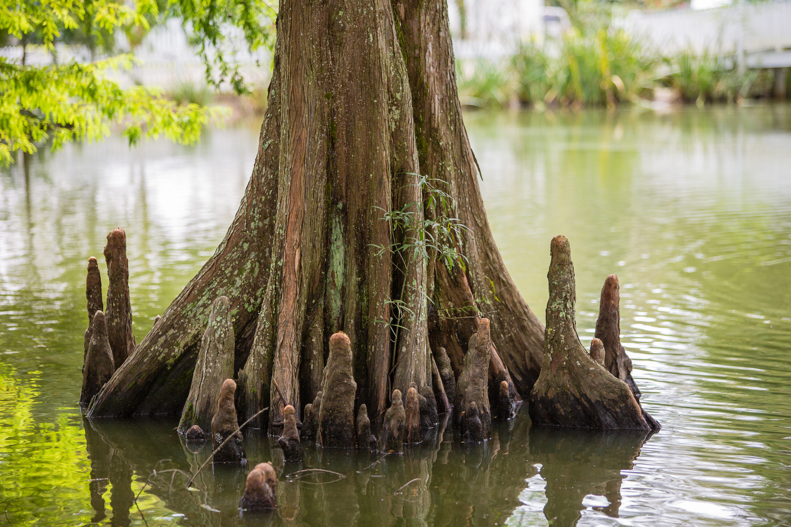 First landing state park bald cypress swamp 3