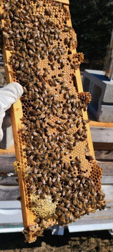 The Nature Bus Eco Tours Nature Trips Farm Tour Beekeeping Honey Virginia Beach Pollinators 