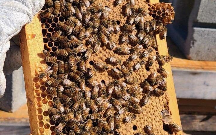 Bee-utiful Experience: The Beekeeper’s Tour