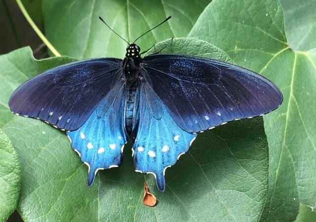 Butterfly Bliss: Guided Tour, Photography & Pub