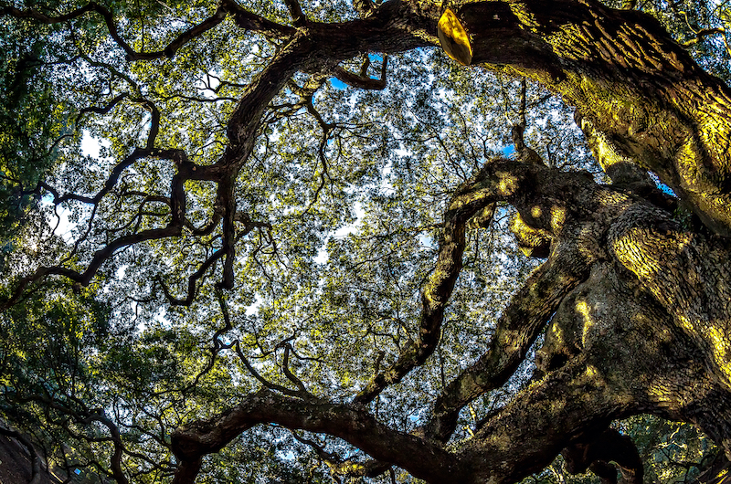 Live oak tree in Virginia