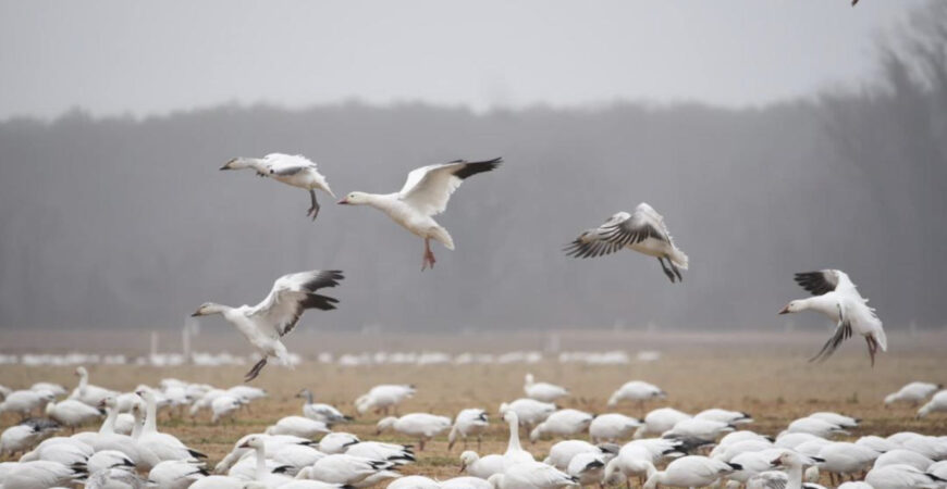 Birding on the Eastern Shore + Lunch in Cape Charles