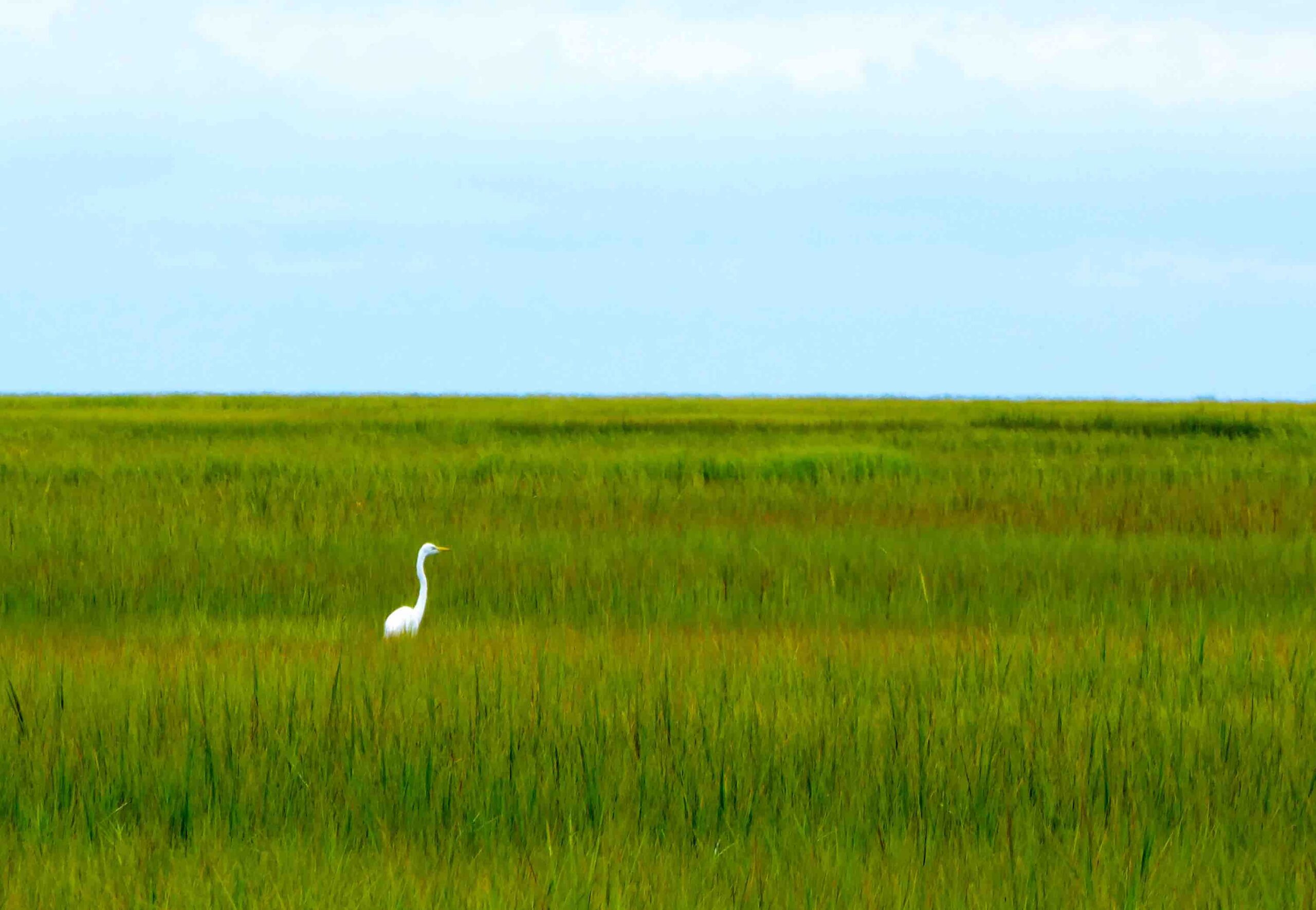 eastern shore scenery with great egret