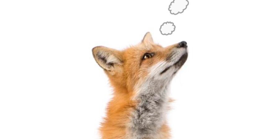 Fox daydreaming