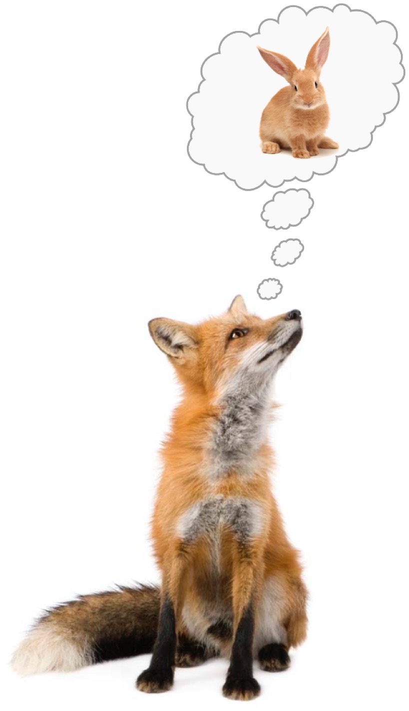 Fox daydreaming