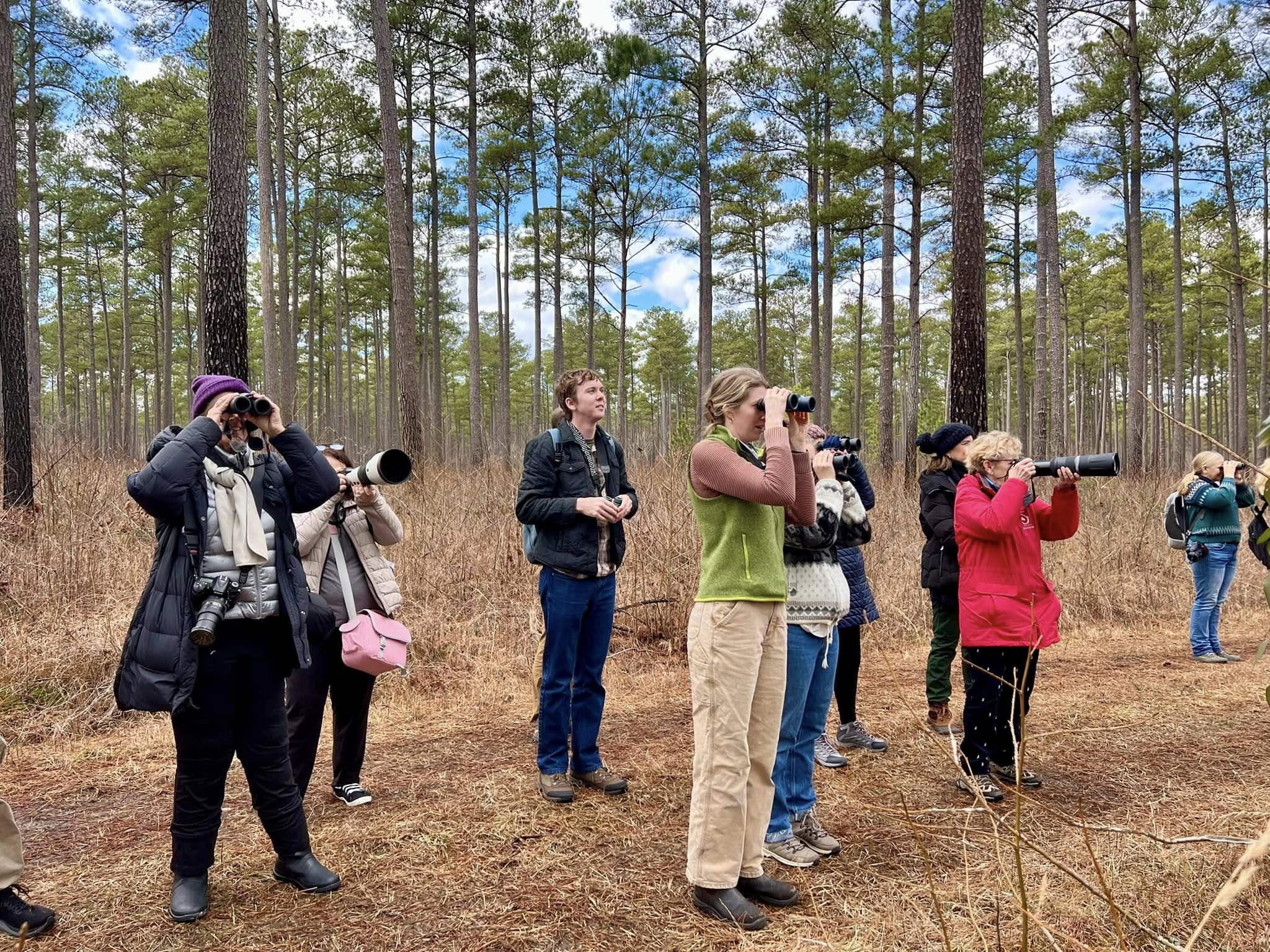 Group of people birding in a pine tree forest looking through binoculars and cameras