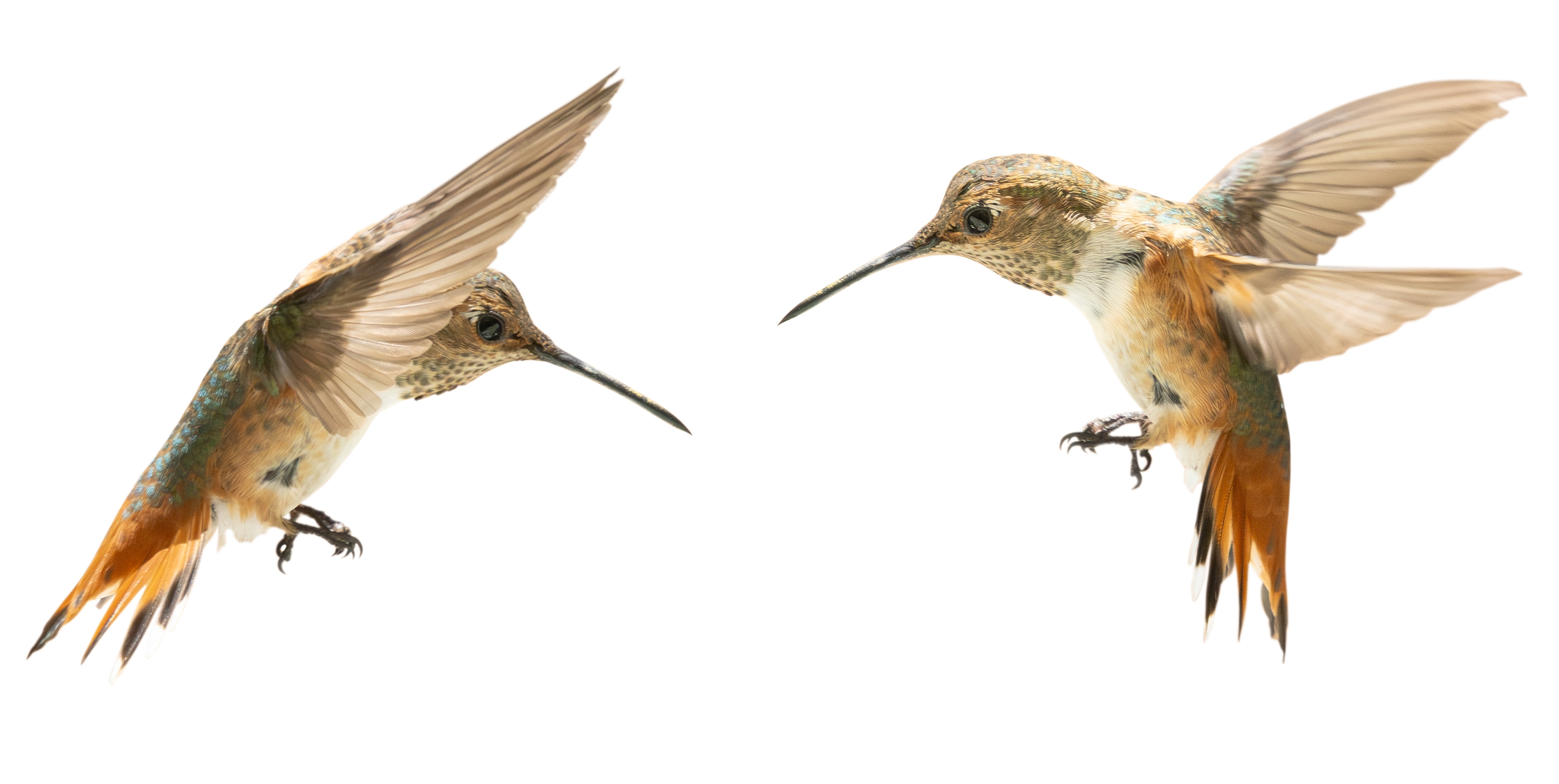 Set,Of,Five,Rufous,Hummingbird,In,Flight,Isolated,On,A