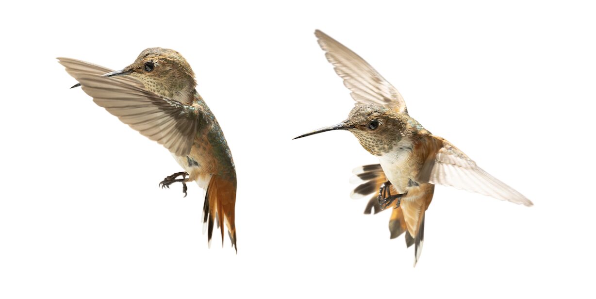 Set,Of,Five,Rufous,Hummingbird,In,Flight,Isolated,On