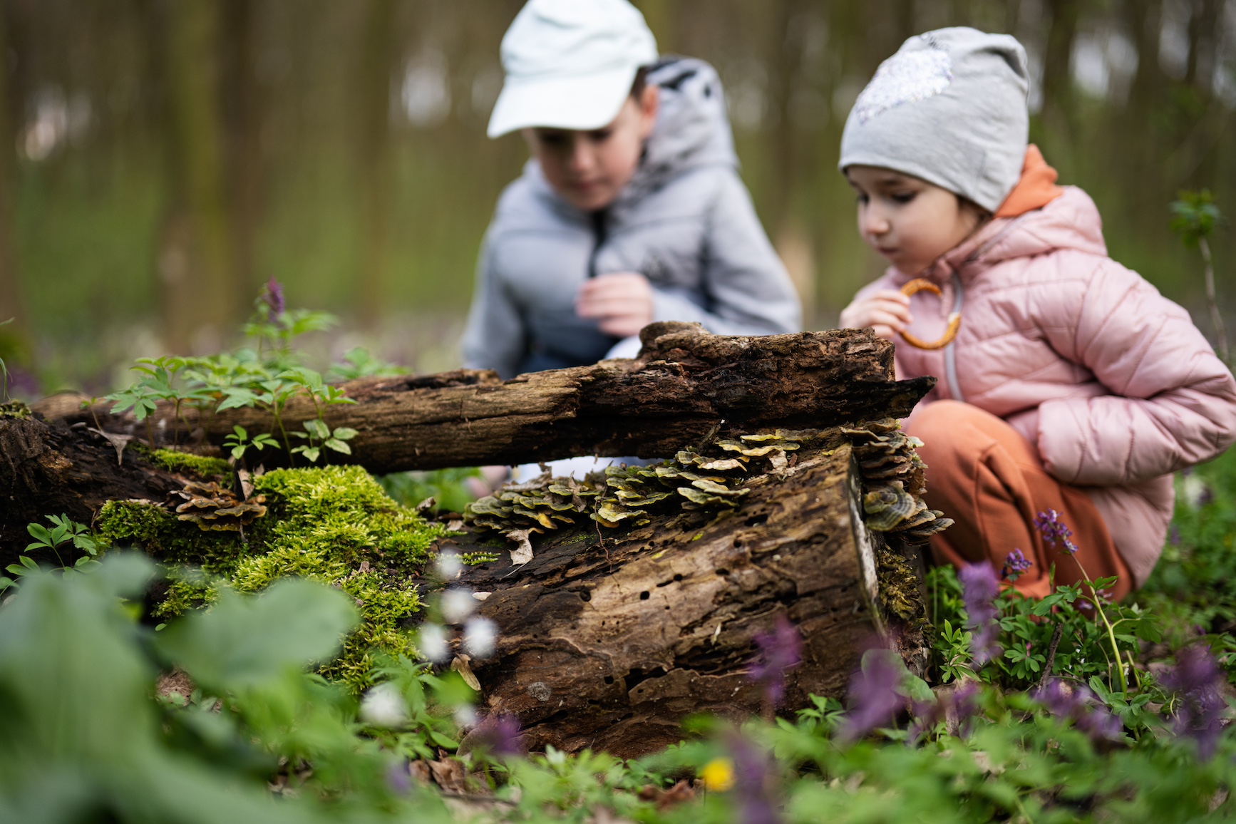 Little boy and girl exploring a fallen tree in a spring forest